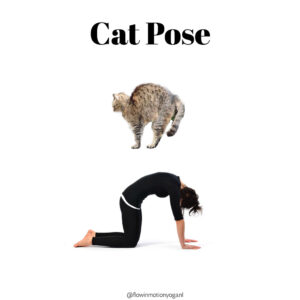 cat pose