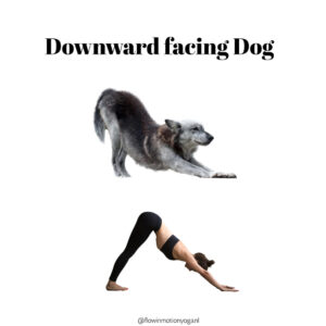 downward facing dog pose yoga
