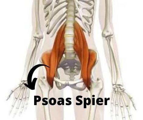 psoas spier anatomie