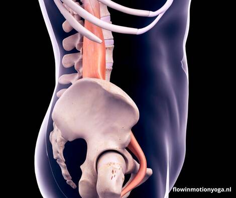 psoas spier flowinmotionyoga